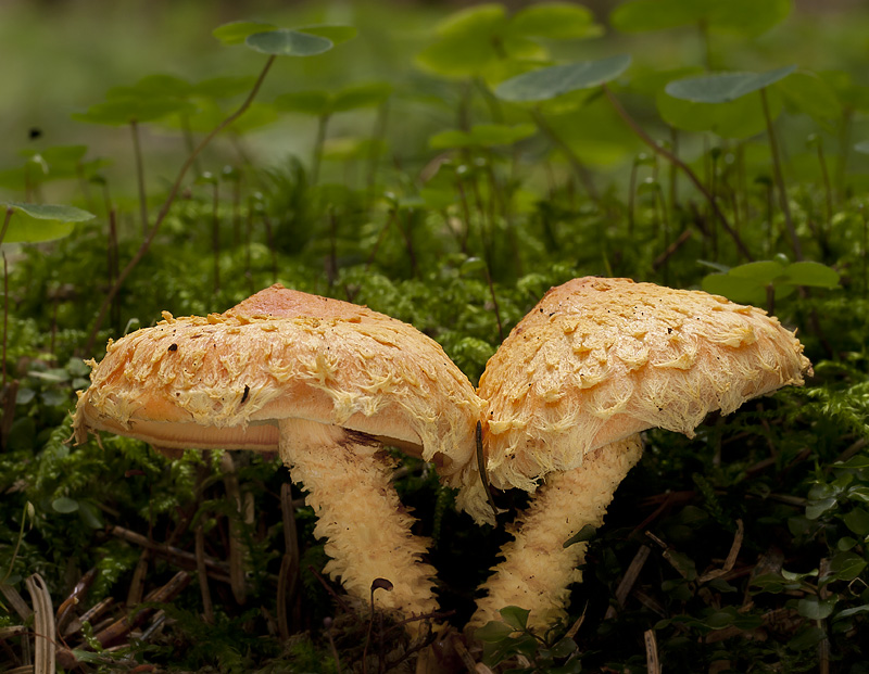 Pholiota flammans